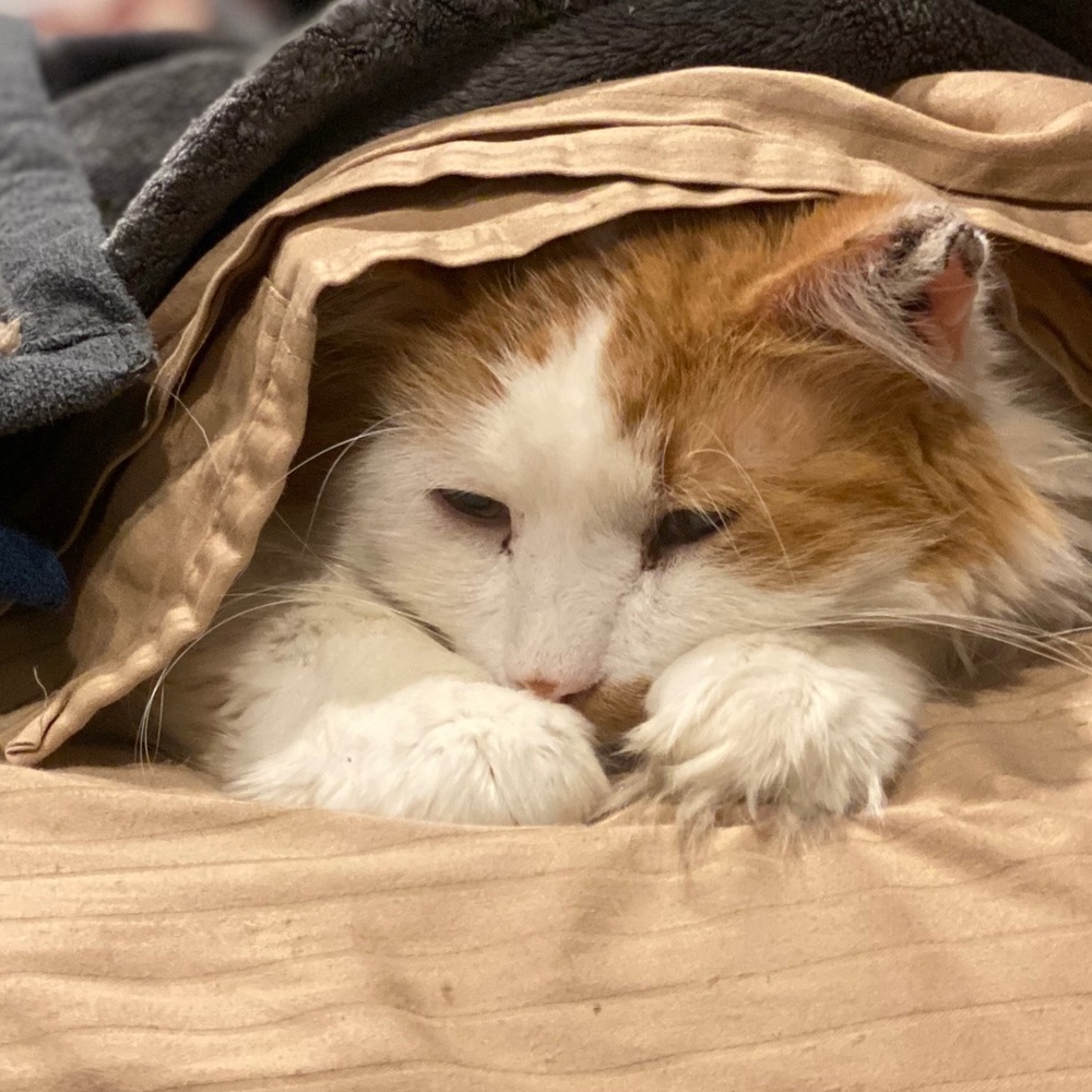 Meet your Posher, Jacque